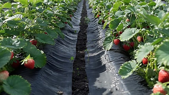 sao姐姐 工作还是姐姐生活中的问题