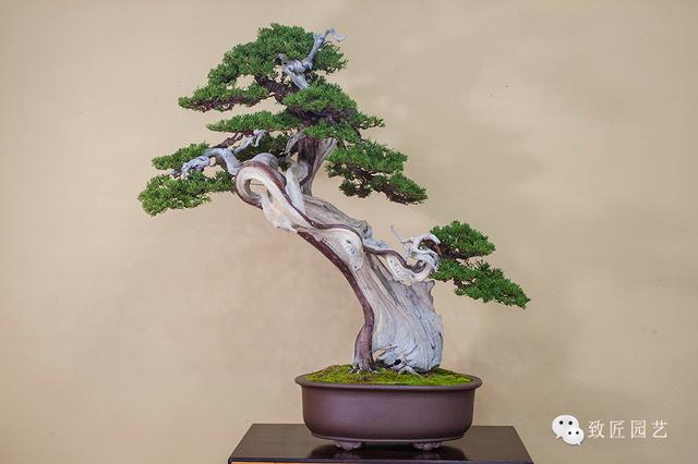 国产精品青青在线观看