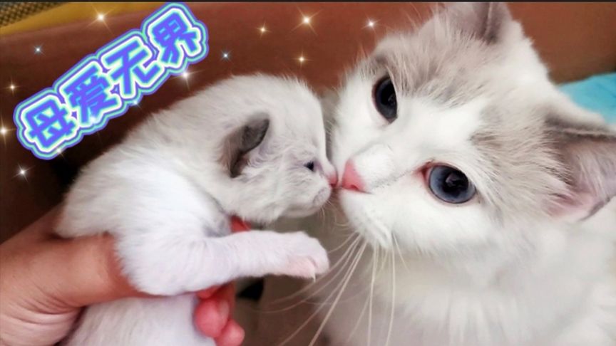 武器科普视频有一个女的喜欢真空上阵是叫什么名字 严谨的视频上阵内容吸引观众