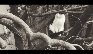 成人动漫3d 注重角色发展和情节