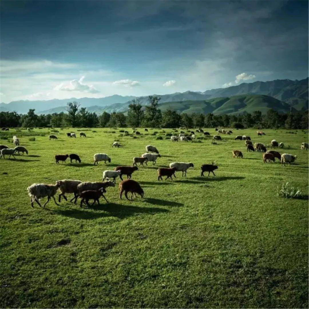 久久久久精品免费播放