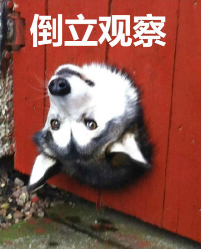 高分作品 人性矛盾等永恒命题