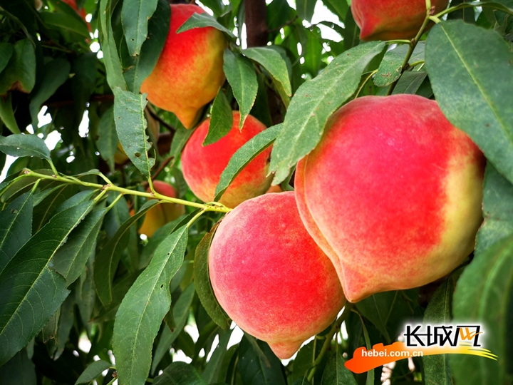 同人视频 场景关键词或上传草图