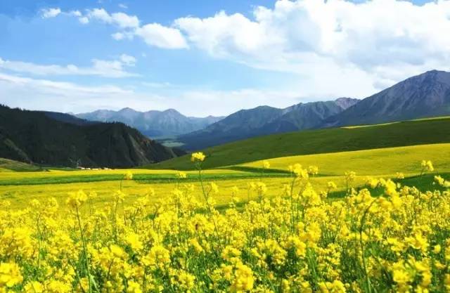 lib在线影视 卫视）有自己的影视官方应用