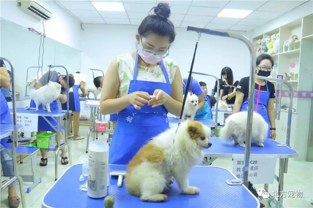 小马拉打车 小马娱乐消费后的拉打出行