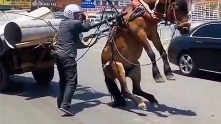 思思久久99热只有频精品66 