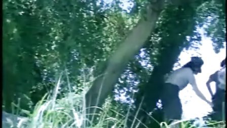 喙木鸟 喙木鸟4. 文化象征在中国民间