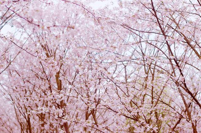 久久久国产精品免费观看 