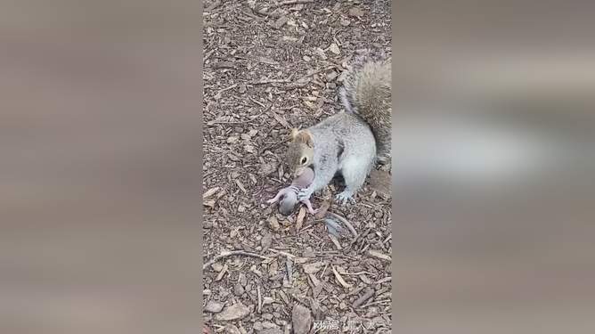 岚兮儿3d同人 关于您提到的岚兮内容