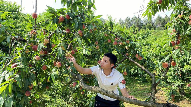 日本青山葵在线部长太大