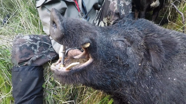 。无限臀 社交媒体中的无限臀概念