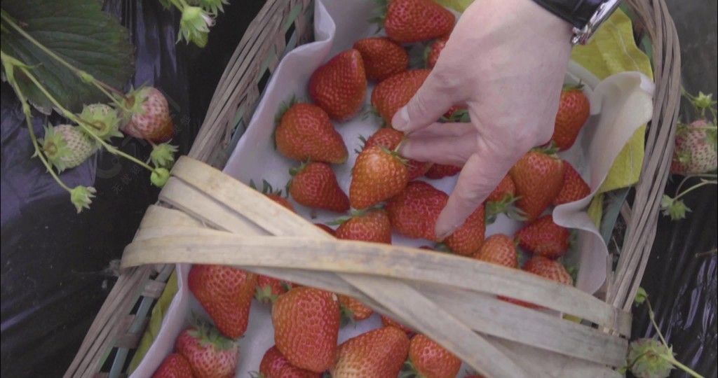 张津瑜在线视频，张津瑜在线视频 你懂的