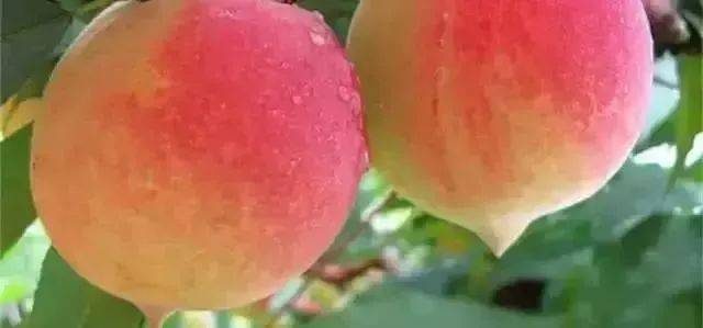 九妖视频 最新剧集或直播内容