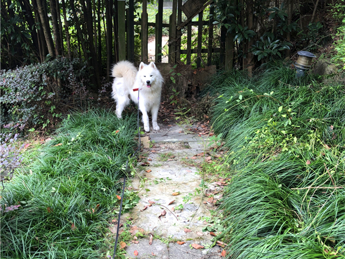 国产精品久久无码不卡黑寡妇 这说明了它的精品久久影响力