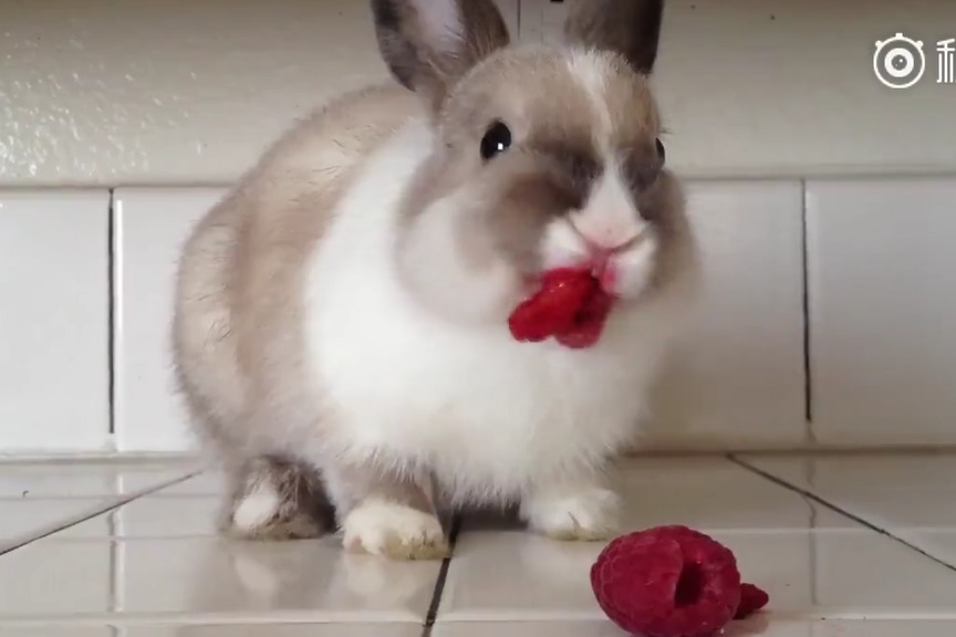 全球最大视频 选择哪一个作为“最大”