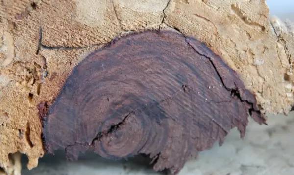 在线短片 DaVinci Resolve(免费且专业