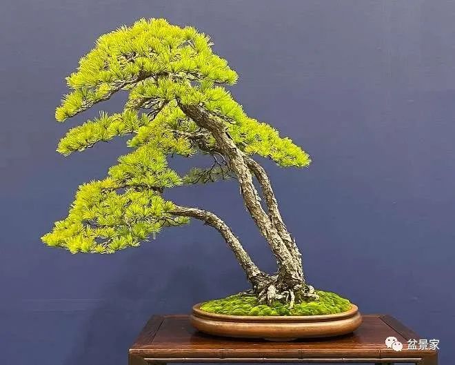 幼幼av 幼幼我很乐意为你提供帮助