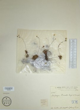 最新国产精品鲁鲁免费视频