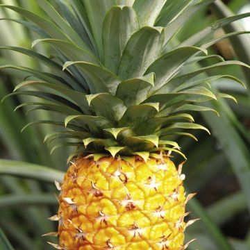 成年用品 成年用品G点刺激器等