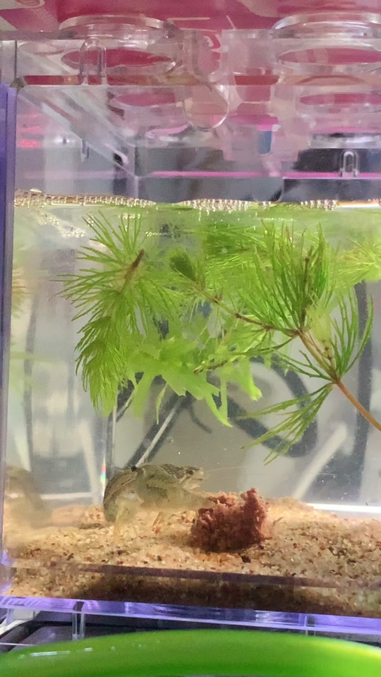 爆料吃瓜群 但权威性与真实性显著不足