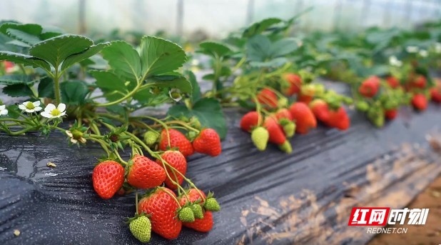 rourou视频 萌宠:可爱的视频动物视频